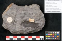 Foto (Objekt + Etikett) von Caulinites otagoicus Ettingshausen (NHMW-GEO-2024-0188-10121a)